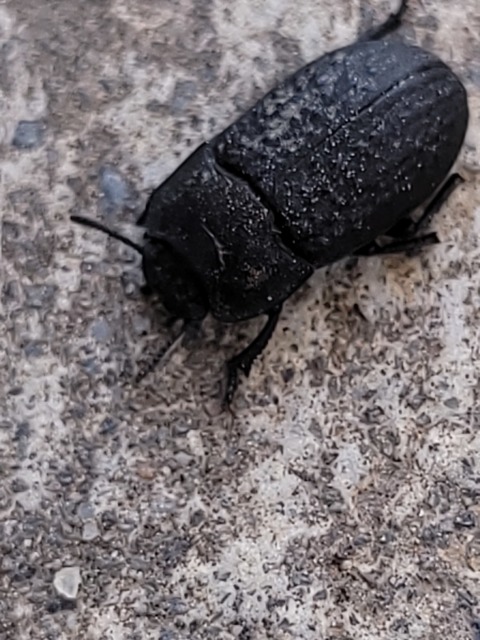 Opatrum sabulosum - sároshátú gyászbogár