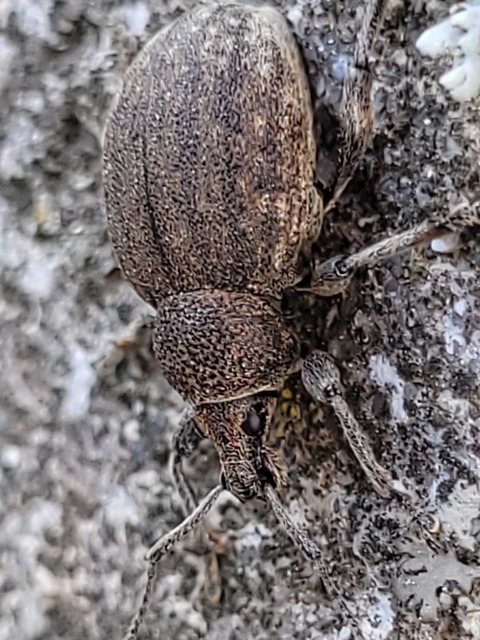 Otiorhynchus ligustici - vincellér-gyalogormányos