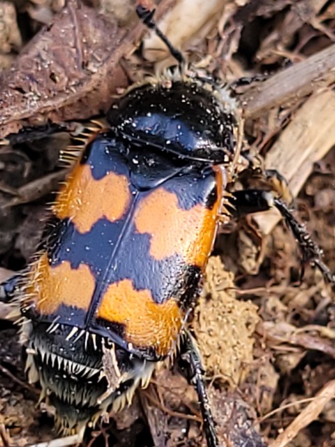 Nicrophorus vespillo - közönséges temetőbogár