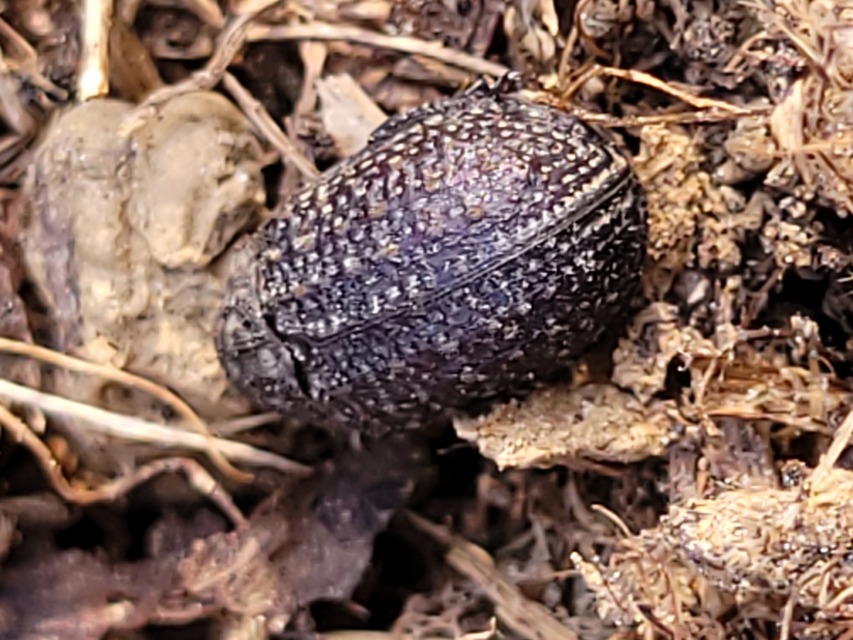 Trox sabulosus - közönséges irhabogár