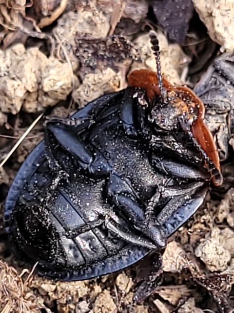 Oiceoptoma thoracicum - vörösnyakú dögbogár