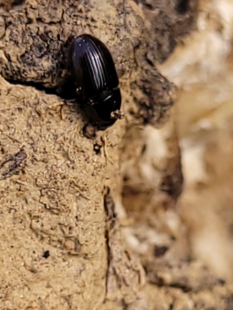 Aphodius rufipes - vörösbarna trágyabogár