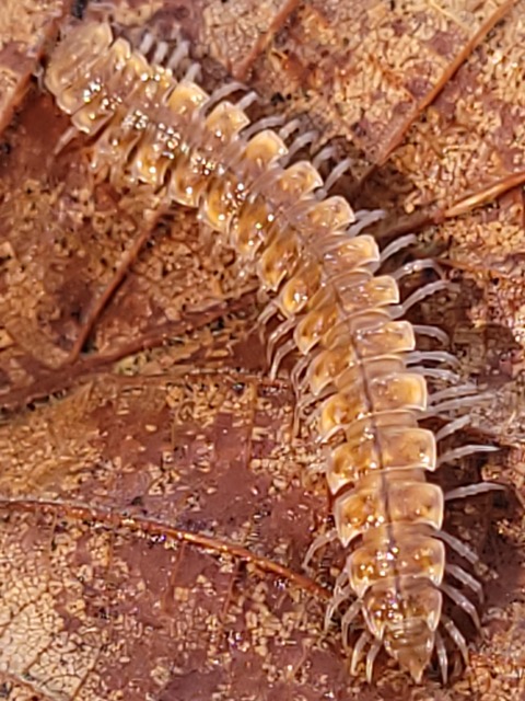 Diplopoda - Ikerszelvényesek Diplopoda - Ikerszelvényesek