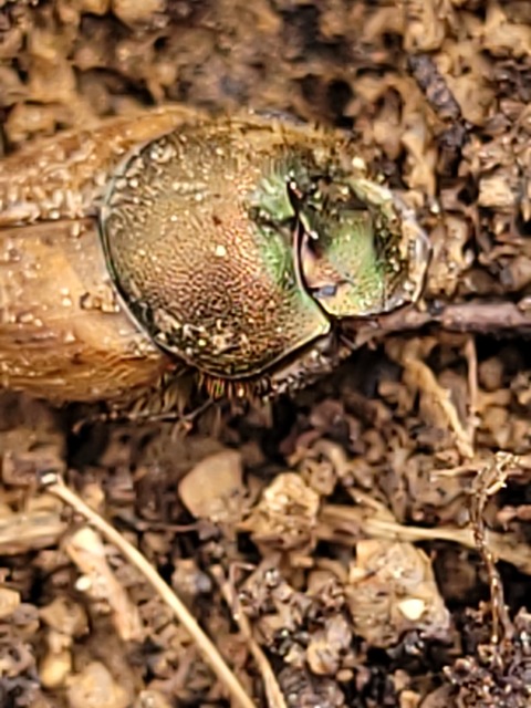 Onthophagus coenobita - rezes trágyatúró