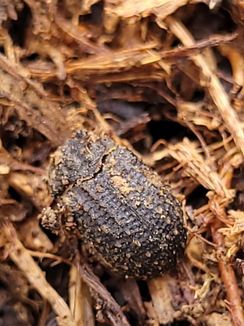 Trox sabulosus - közönséges irhabogár