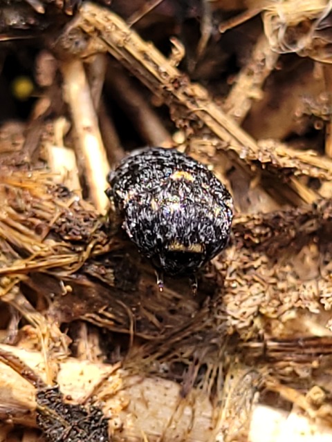 Dermestes murinus - egérszínű porva Dermestes murinus - egérszínű porva