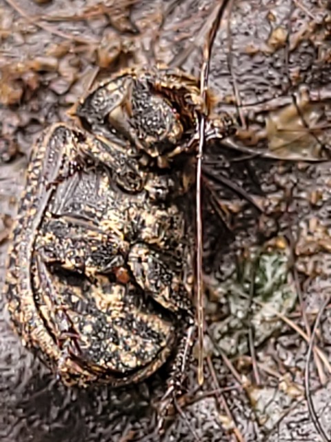 Trox sabulosus - közönséges irhabogár