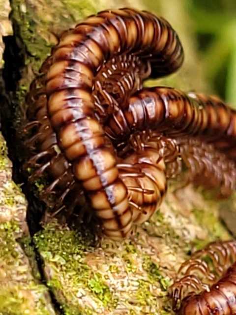 Diplopoda - Ikerszelvényesek Diplopoda - Ikerszelvényesek