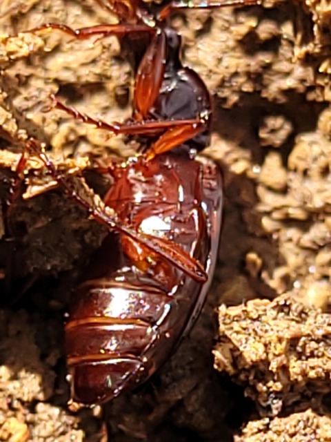 Limodromus assimilis - vöröslábú kisfutó