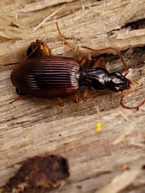Oxypselaphus obscurus - barnás kisfutó