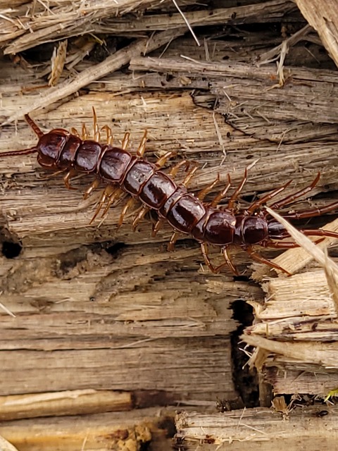 Lithobius