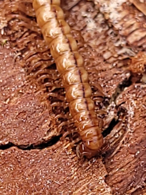 Diplopoda - Ikerszelvényesek Diplopoda - Ikerszelvényesek