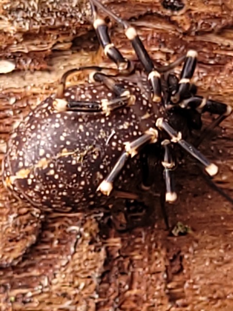 Egaenus convexus
