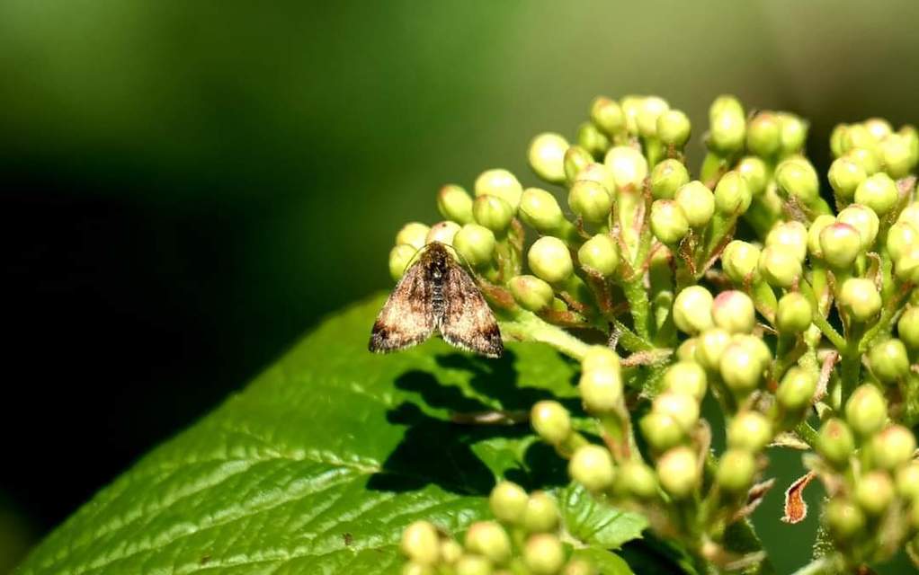 Panemeria tenebrata - apró sárgabagoly