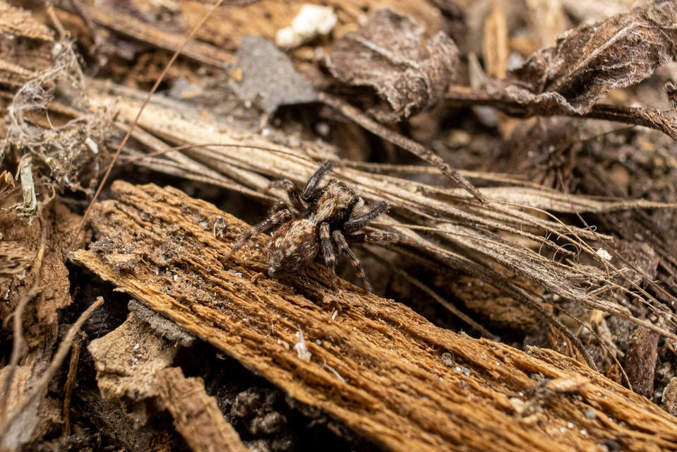 Pseudeuophrys lanigera - szobai ugrópók