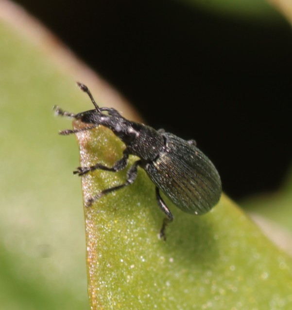 Perapion violaceum - sóska-cickányormányos Perapion violaceum - sóska-cickányormányos