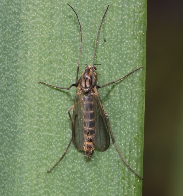 Chironominae
