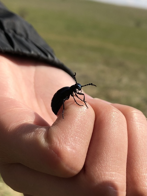 Meloe violaceus - kék nünüke