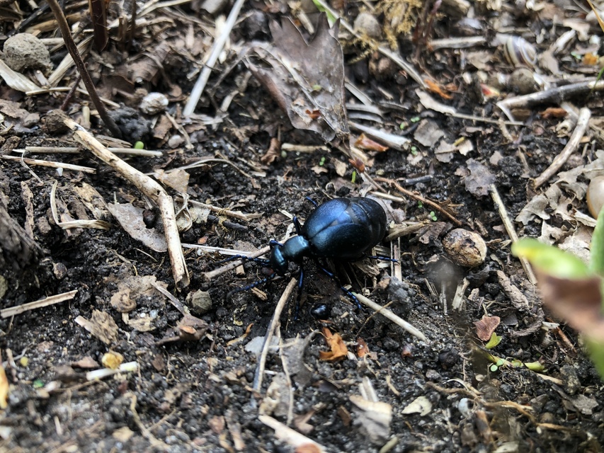 Meloe violaceus - kék nünüke