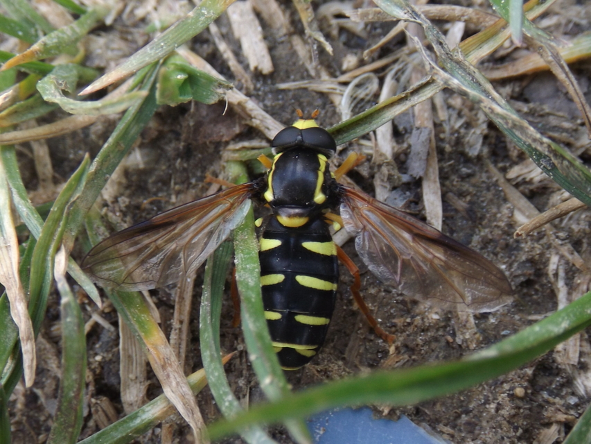 Xanthogramma citrofasciatum - korai oldalsávoslégy
