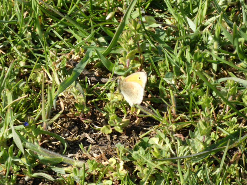 Coenonympha pamphilus - kis szénalepke
