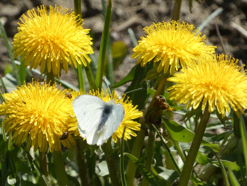 Pieris rapae - répalepke