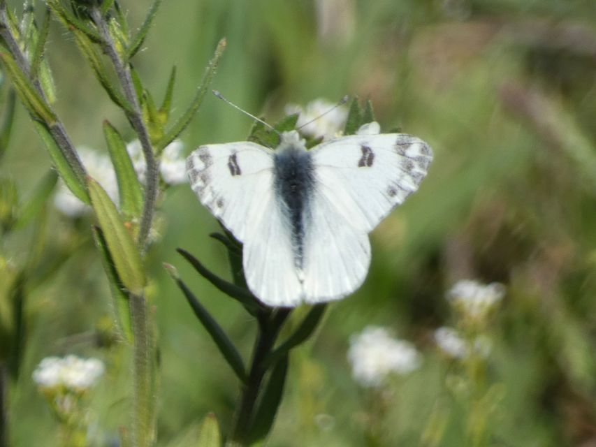 Pontia edusa - rezedalepke