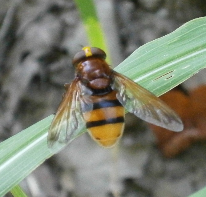 Volucella zonaria - kétöves pihelégy