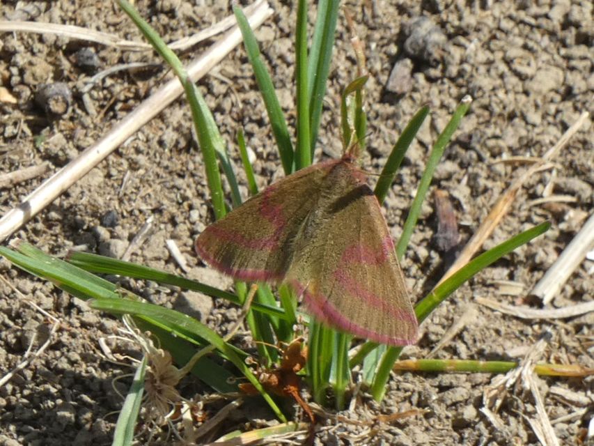 Lythria purpuraria - bíborsávos araszoló