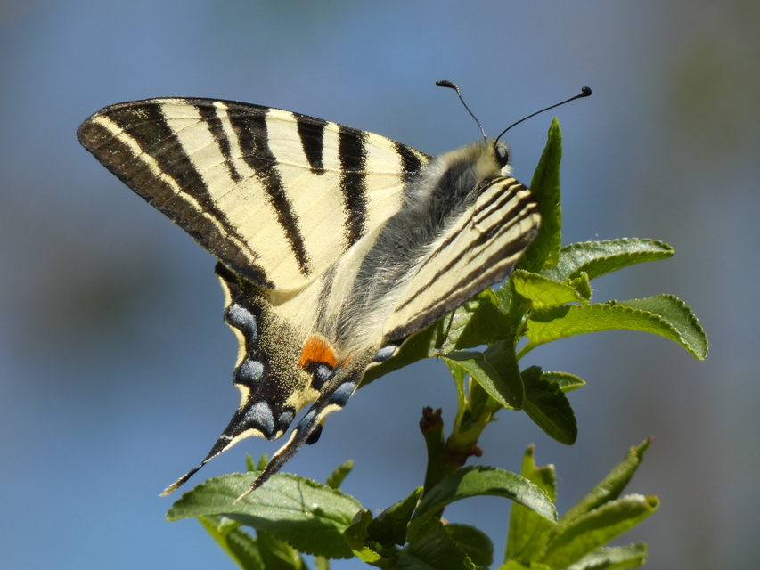 Iphiclides podalirius - kardoslepke