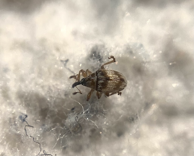 Nanophyes marmoratus - simacombú füzényormányos