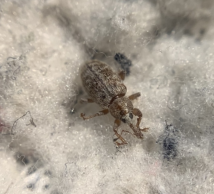 Dorytomus puberulus - feketenyár-hangormányos
