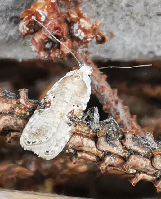 Agonopterix alstromeriana - bürök-laposmoly