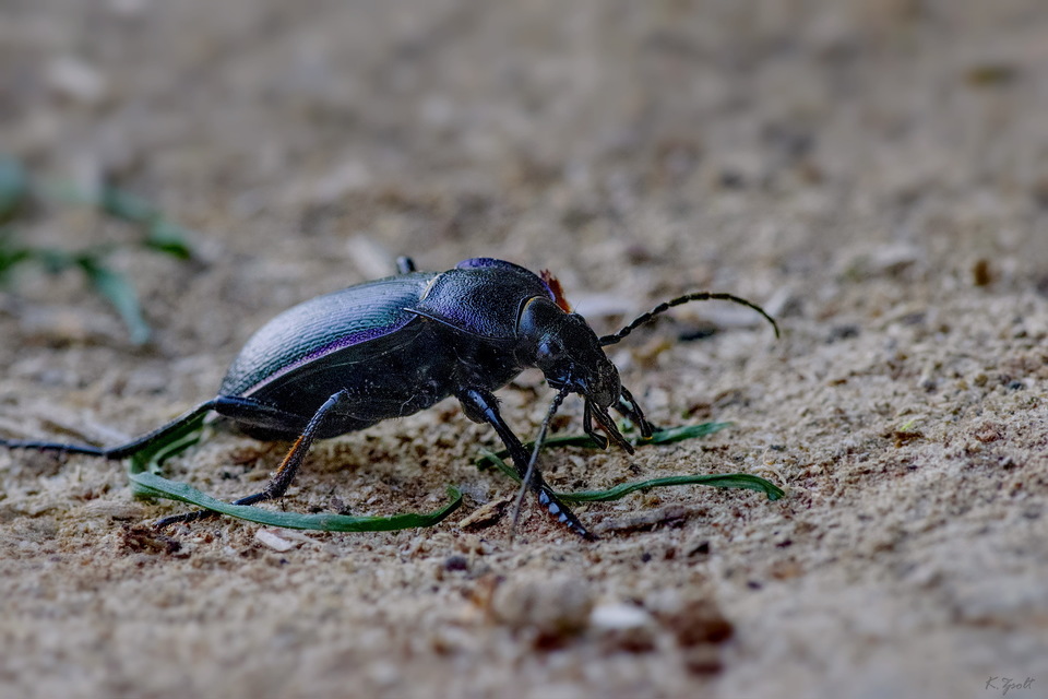 Carabus scheidleri pannonicus - pannon változó futrinka Carabus scheidleri pannonicus - pannon változó futrinka