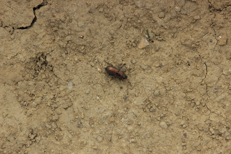 Harpalus distinguendus - mezei lomhafutó