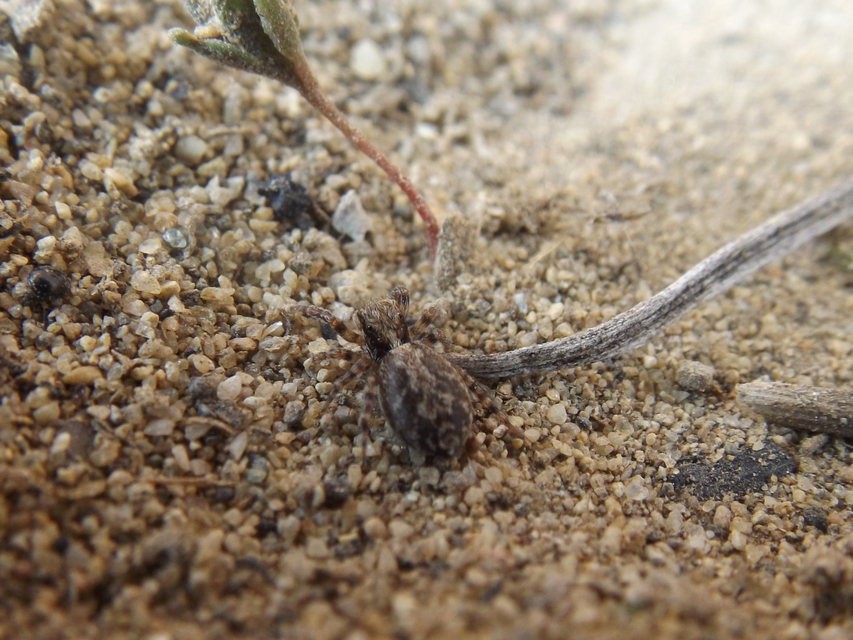 Pseudeuophrys lanigera - szobai ugrópók