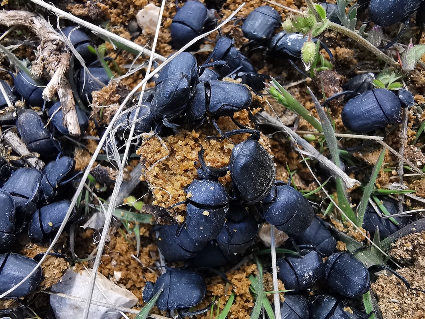 Gymnopleurus mopsus - pontusi törpegalacsinhajtó