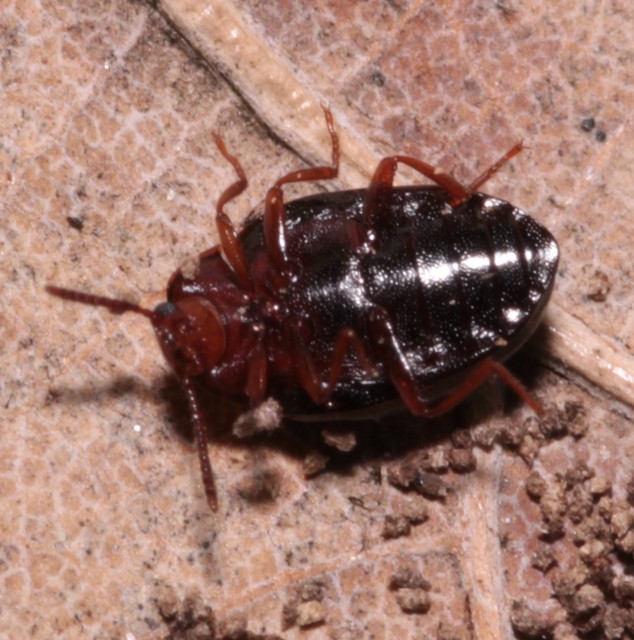 Scaphidema metallicum - fémzöld taplóbogár