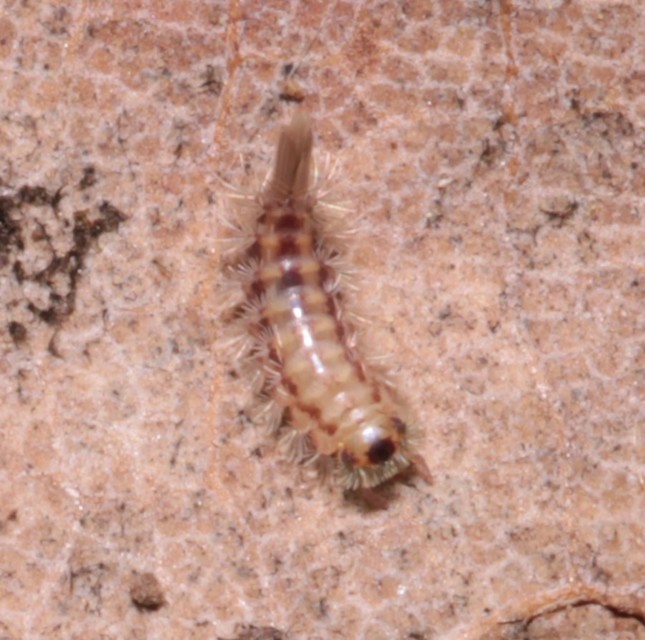 Polyxenus lagurus Polyxenus lagurus