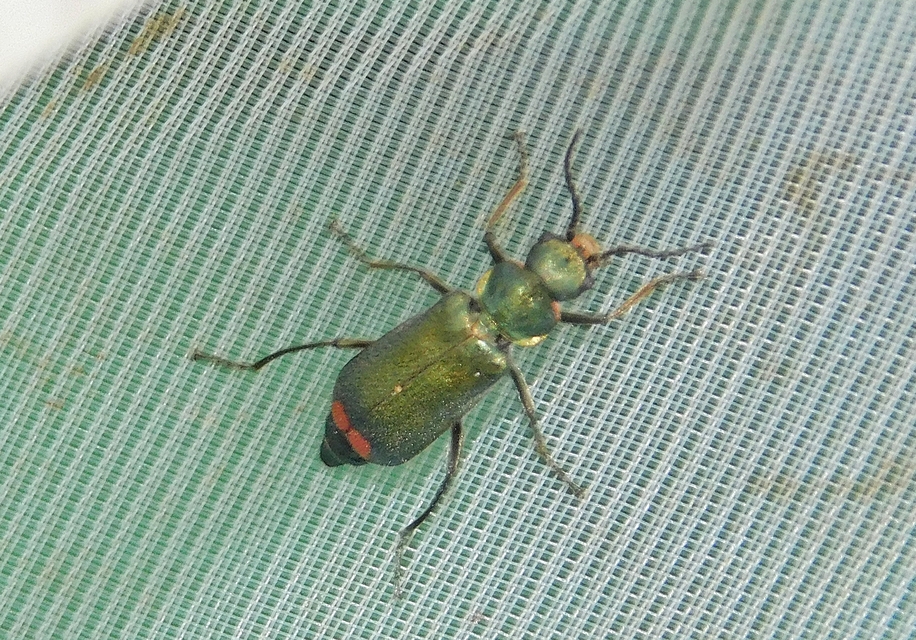 Malachius bipustulatus - kétfoltos bibircsesbogár