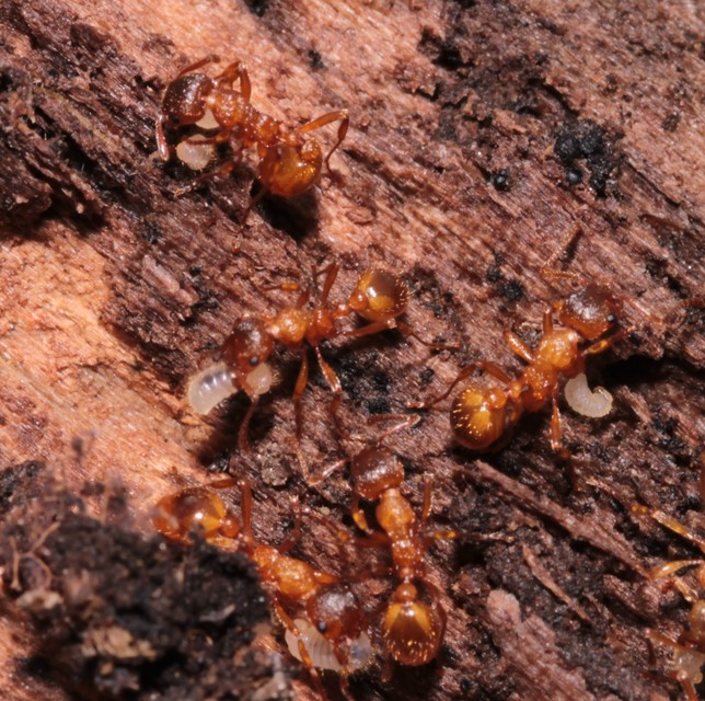Myrmica rubra - közönséges bütyköshangya