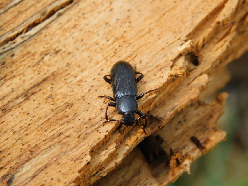 Menephilus cylindricus - fogasnyakú gyászbogár