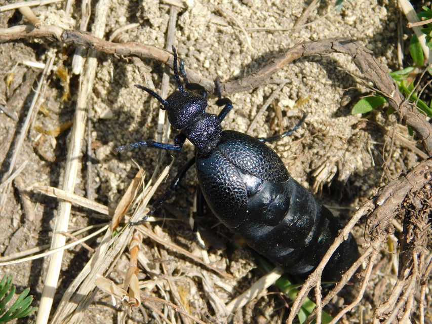 Meloe cicatricosus - óriásnünüke