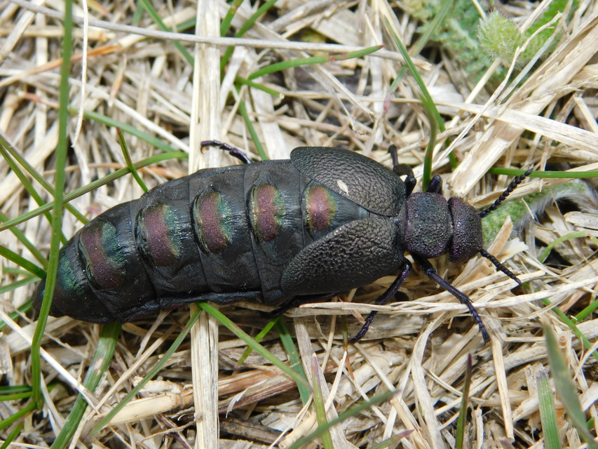 Meloe variegatus - pompás nünüke