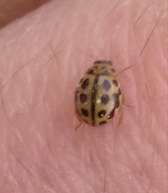 Tytthaspis sedecimpunctata - tizenhatpettyes katica