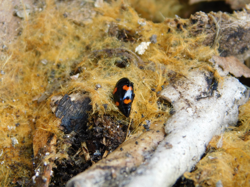 Scaphidium quadrimaculatum - négyfoltos sajkabogár