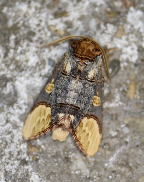 Phalera bucephaloides - magyar púposszövő