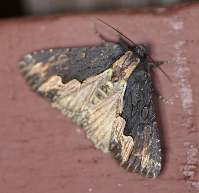 Dypterygia scabriuscula - szurokbarna nyáribagoly