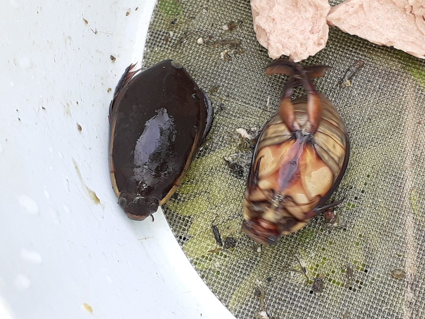 Cybister lateralimarginalis - nagy búvárbogár