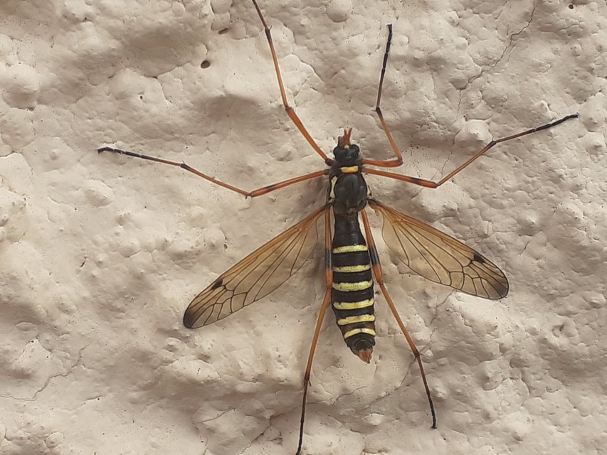 Ctenophora flaveolata